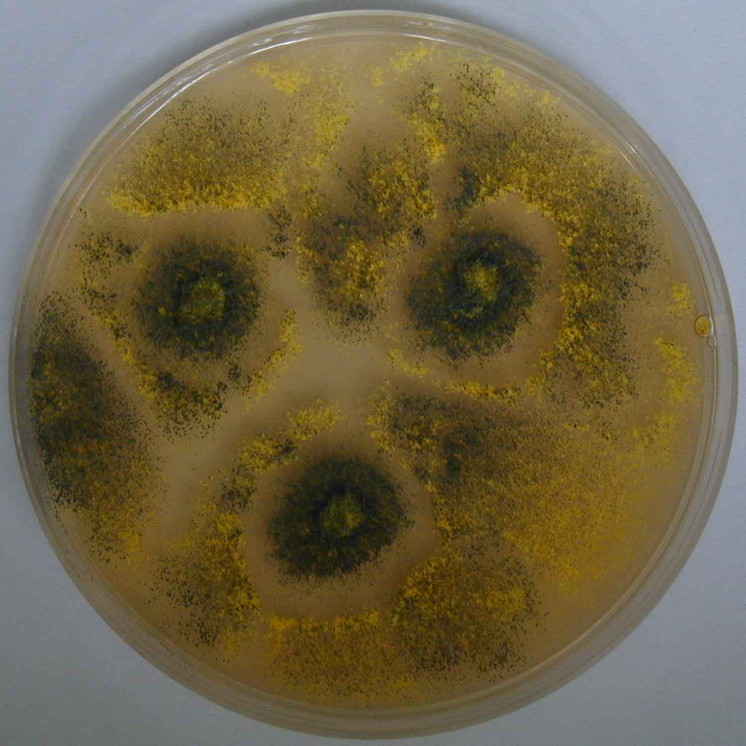Eurotium Eurotium amstelodami